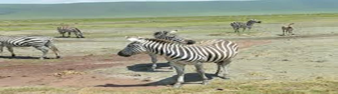Asante Travel Group
