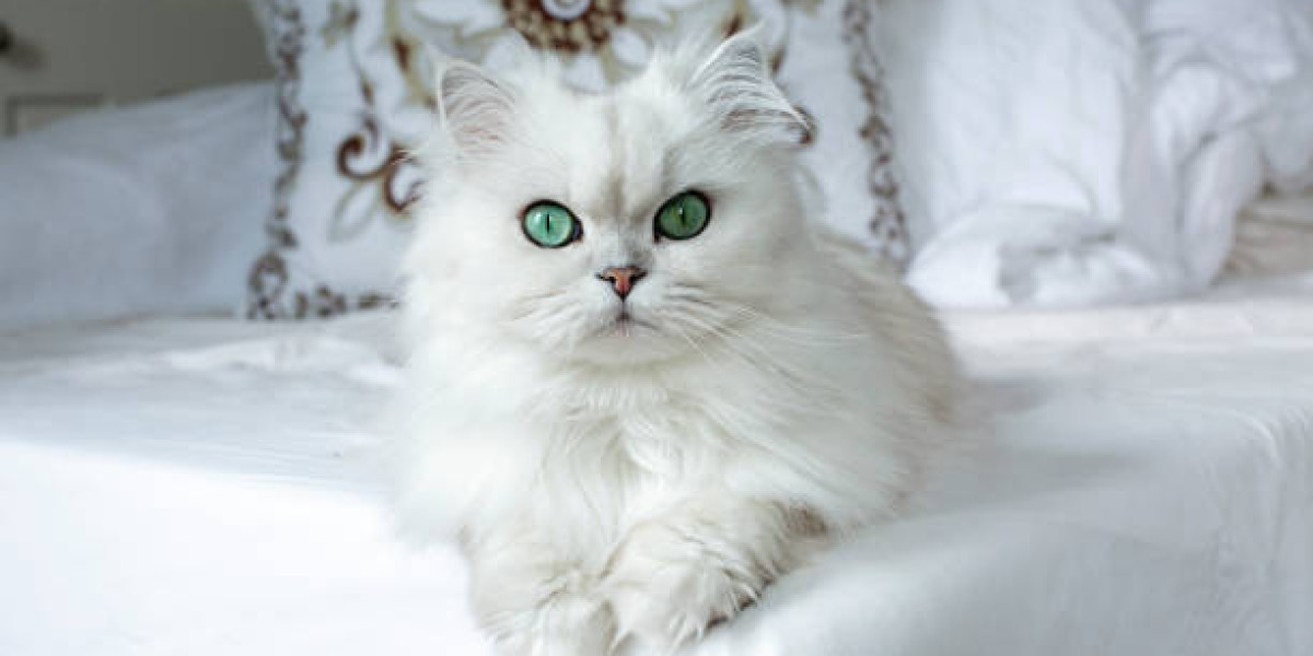 San Diego Persian Kittens: Finding Your Perfect Feline Companion